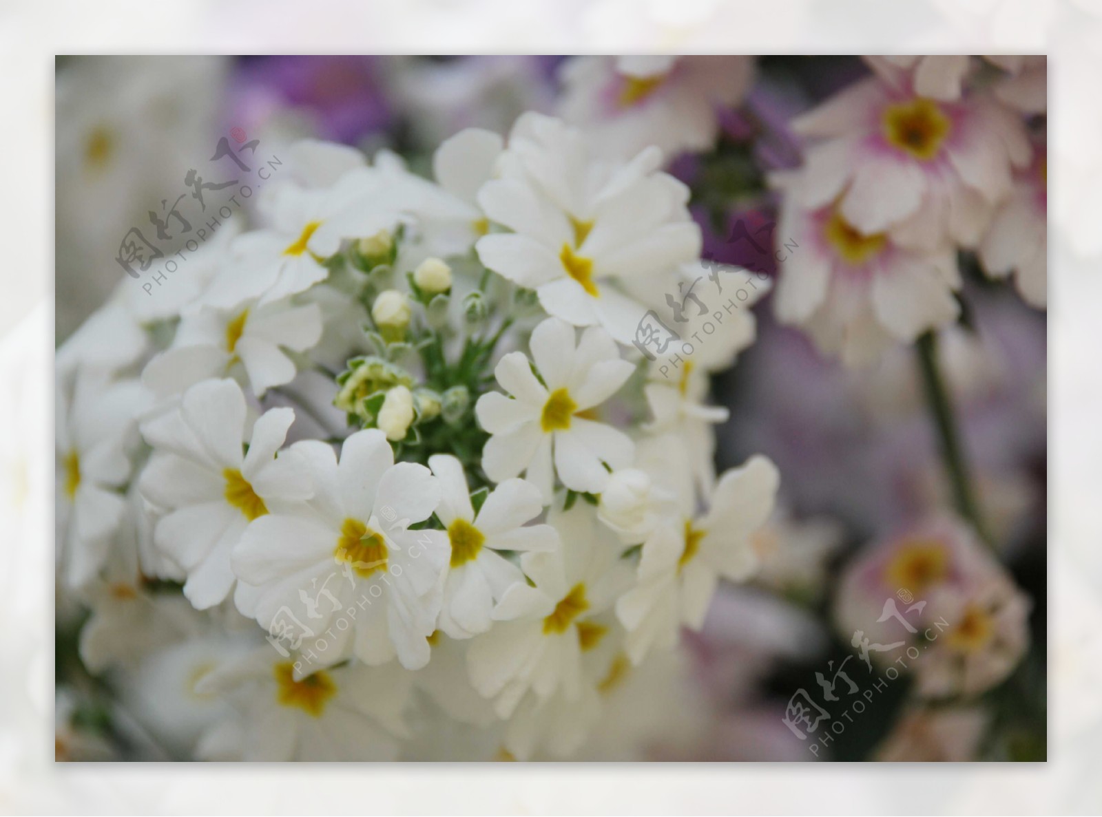 位图植物图案花朵写实花卉小桃花免费素材