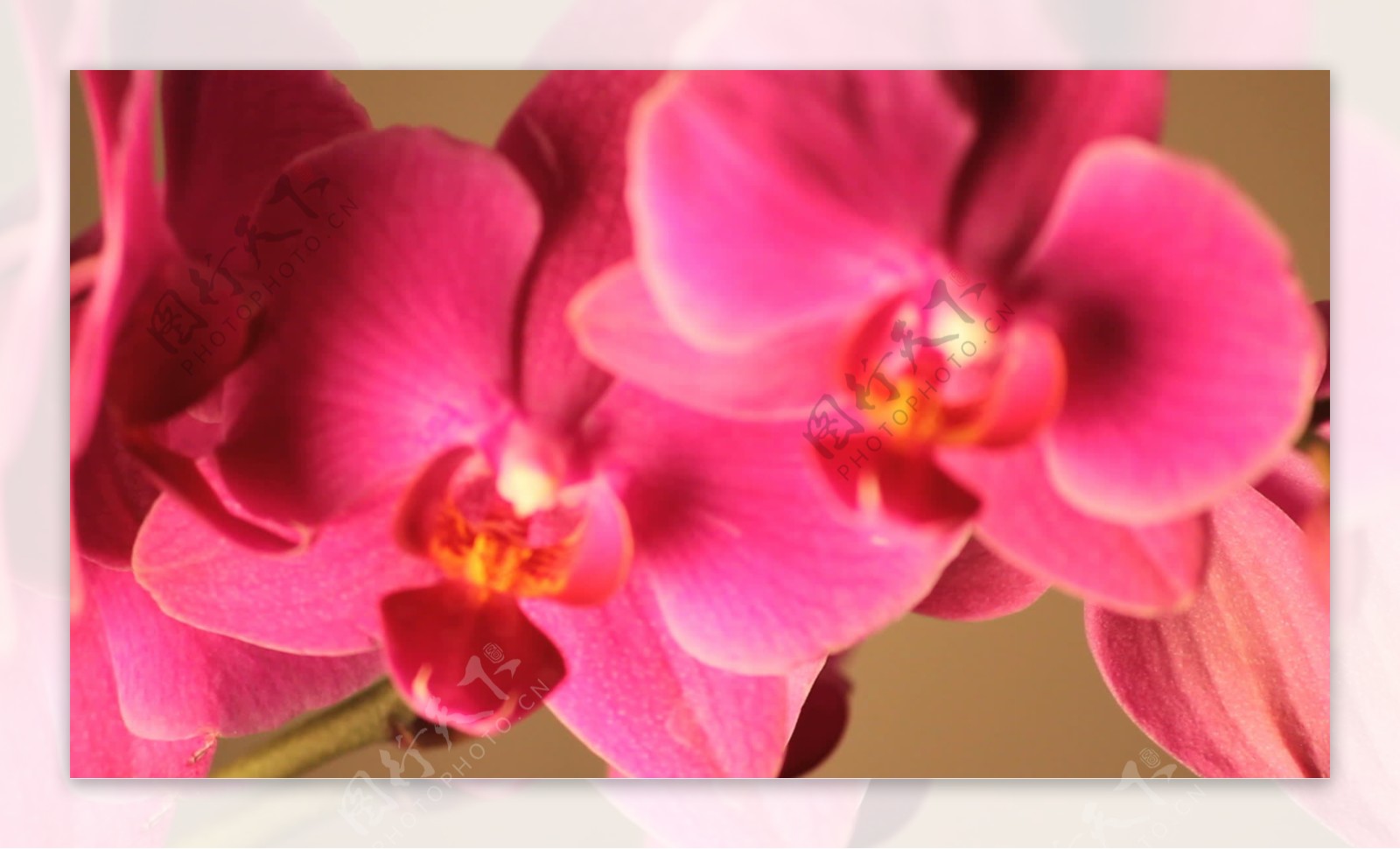 缓慢旋转的粉色兰花的花瓣股票视频视频免费下载