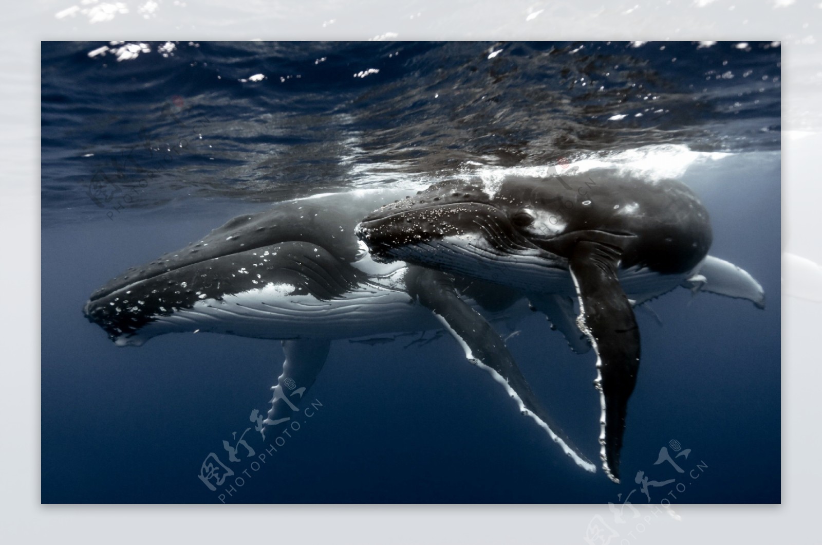 深海座头鲸