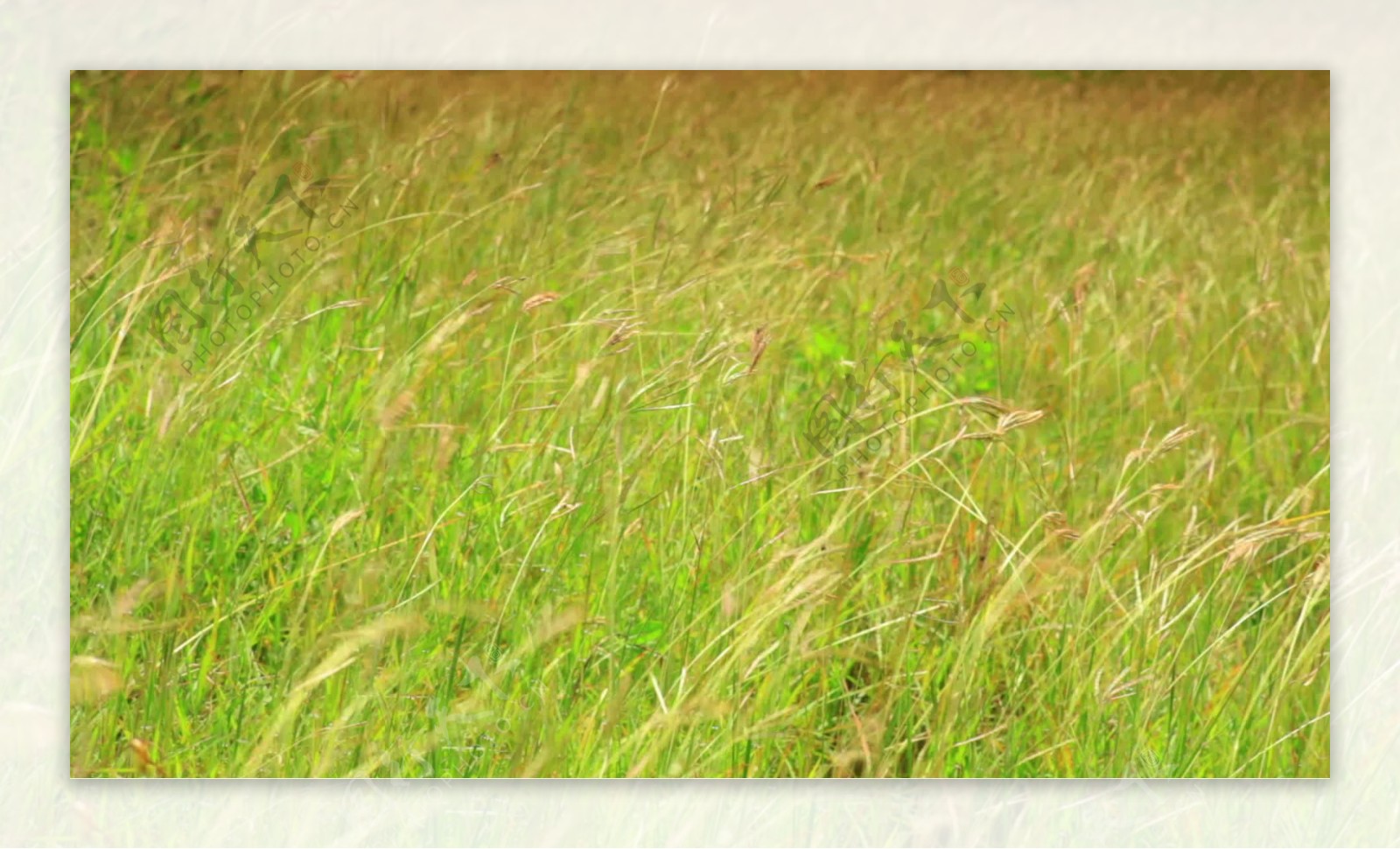 高高的草在风中飘扬在非洲大草原的股票视频视频免费下载