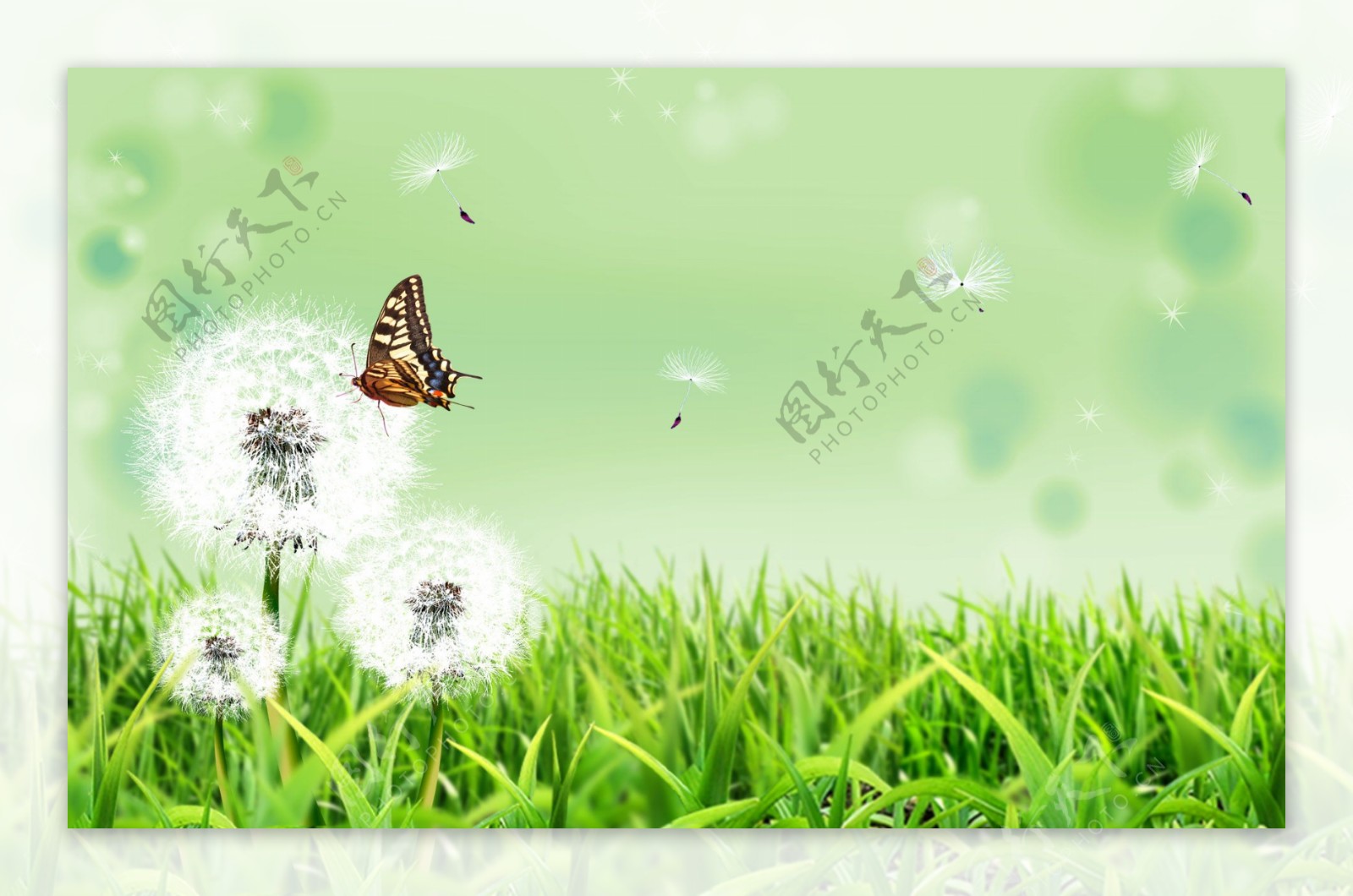 草地和蝴蝶