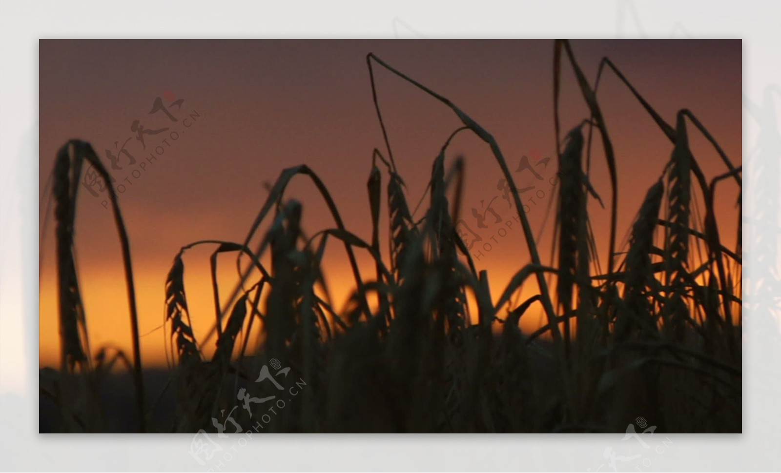 大麦的轮廓与朝阳股票视频视频免费下载