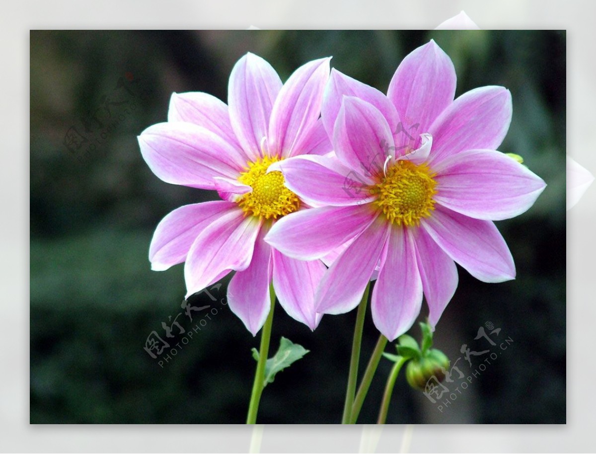 位图植物图案花朵写实花卉水仙花免费素材