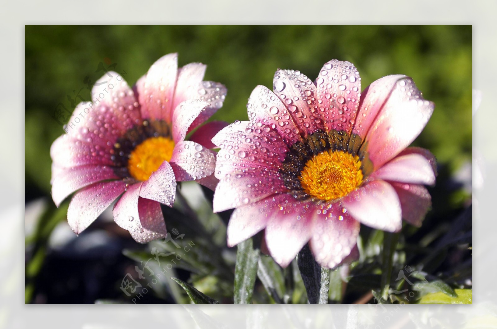 位图写实花卉植物花朵水仙花免费素材