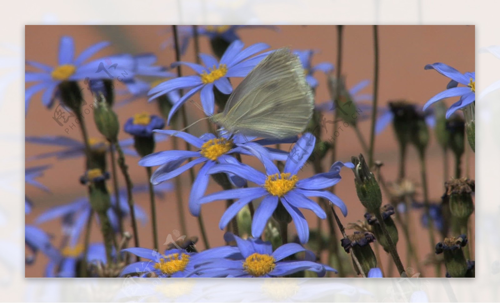 西西里岛的蓝色花朵的白蝴蝶2股票的录像视频免费下载