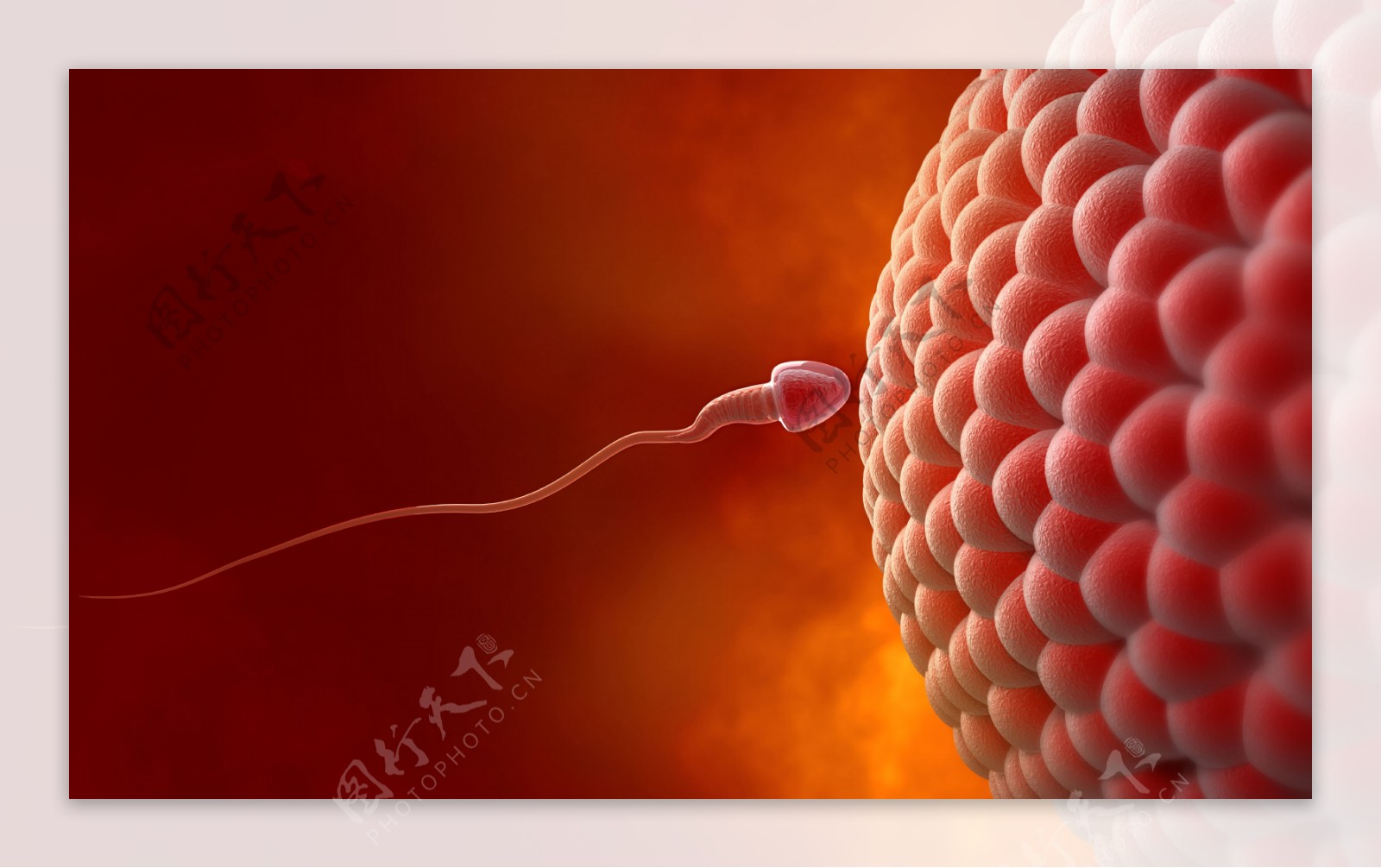 精子与卵子图片