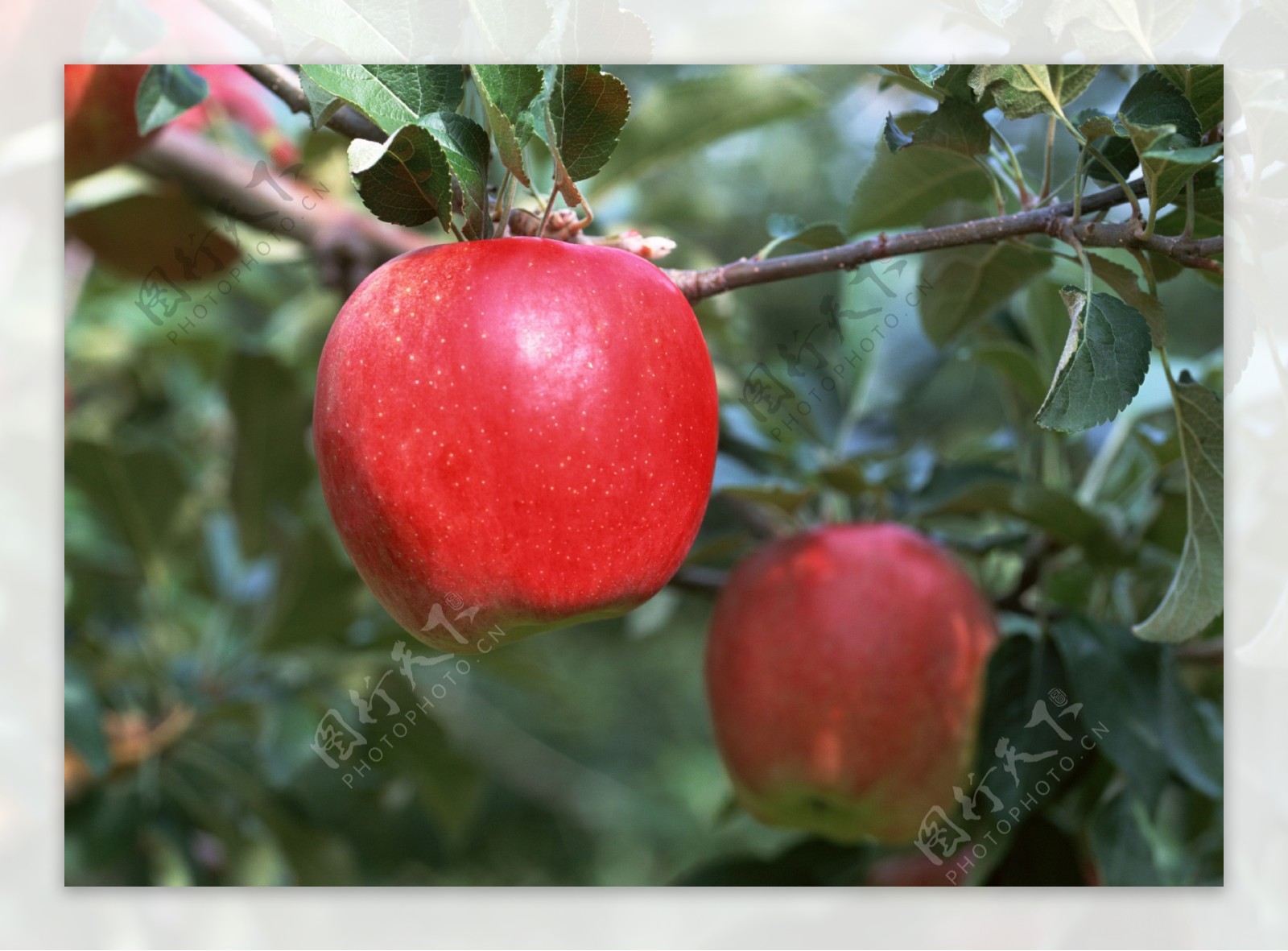 苹果采摘园枝头上的红苹果