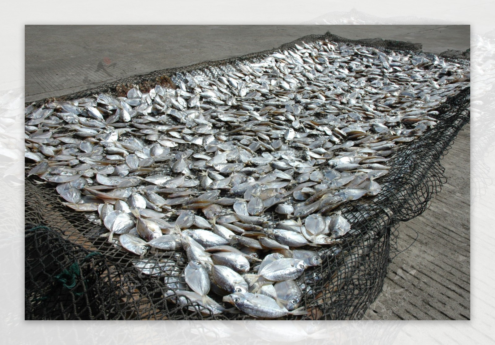 大银鱼-鄱阳湖水产品-图片