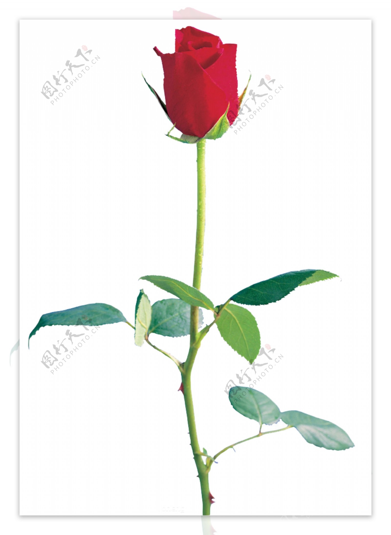 一支红玫瑰花图片大全 - 【花卉百科网】