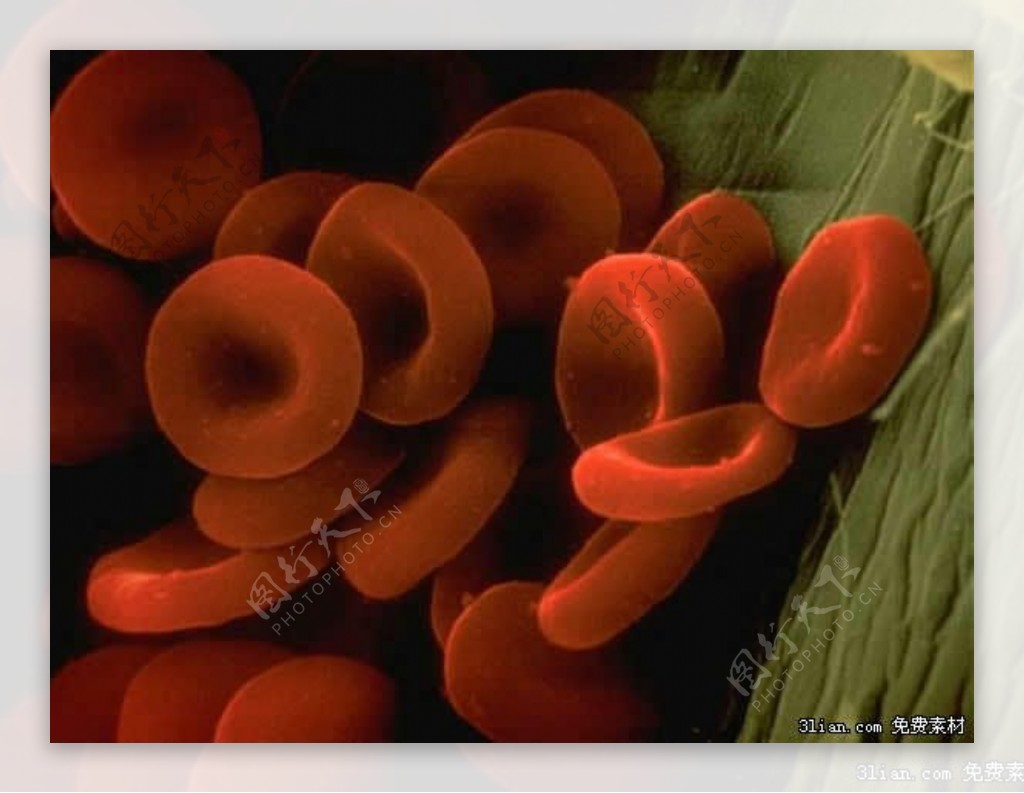 红血球医学行业PPT模板
