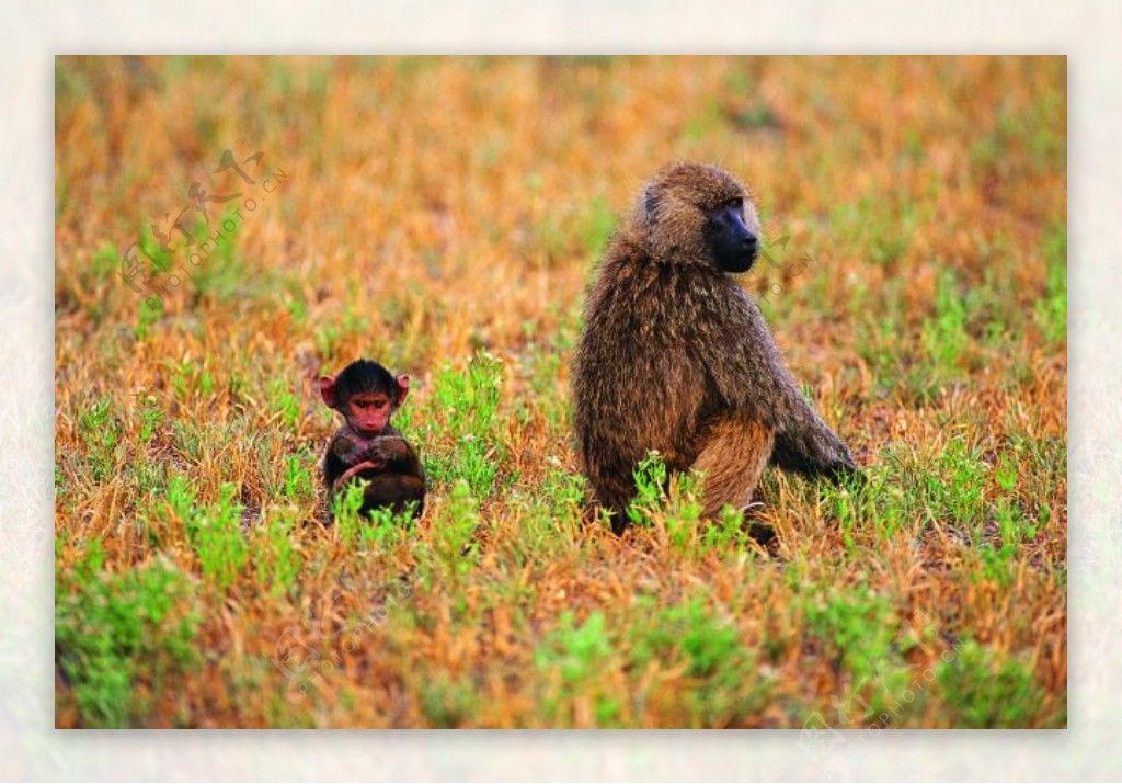 野生动物草原上的猴子母猴子小猴子寻找食物