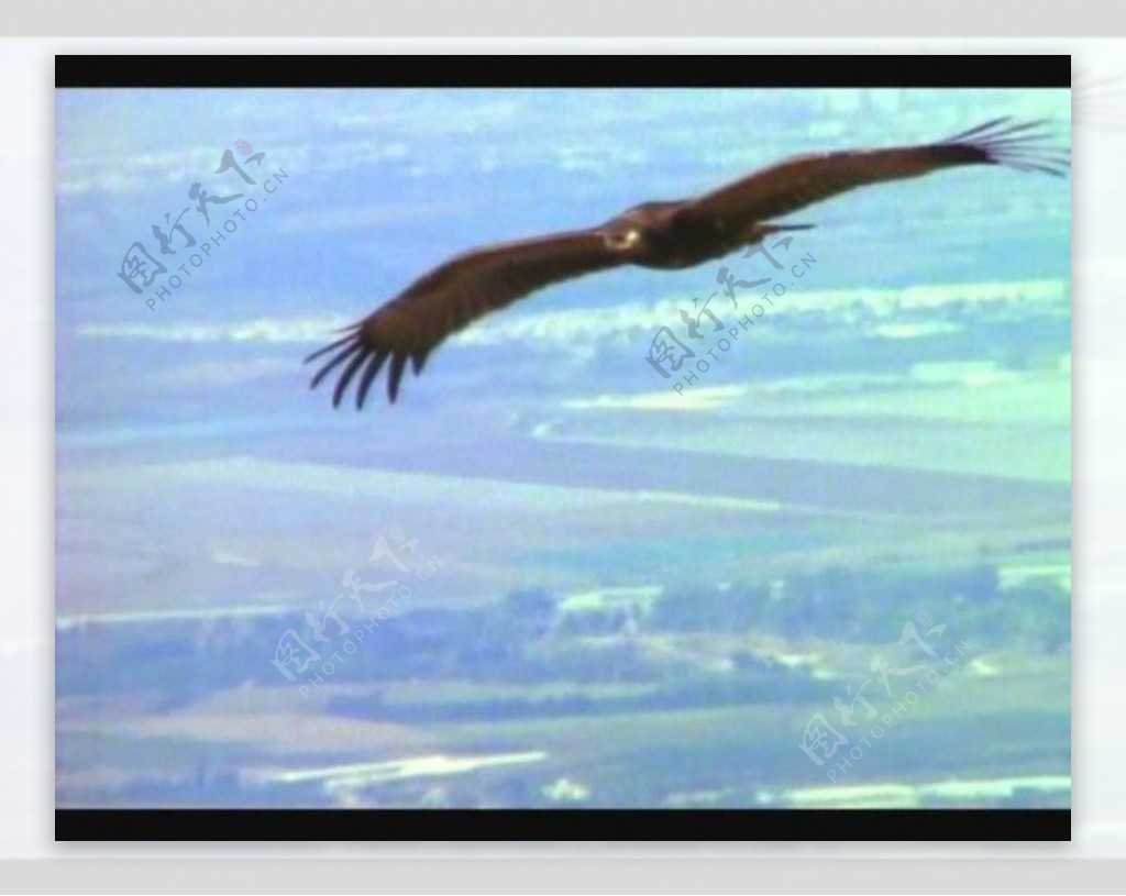 老鹰飞翔视频素材