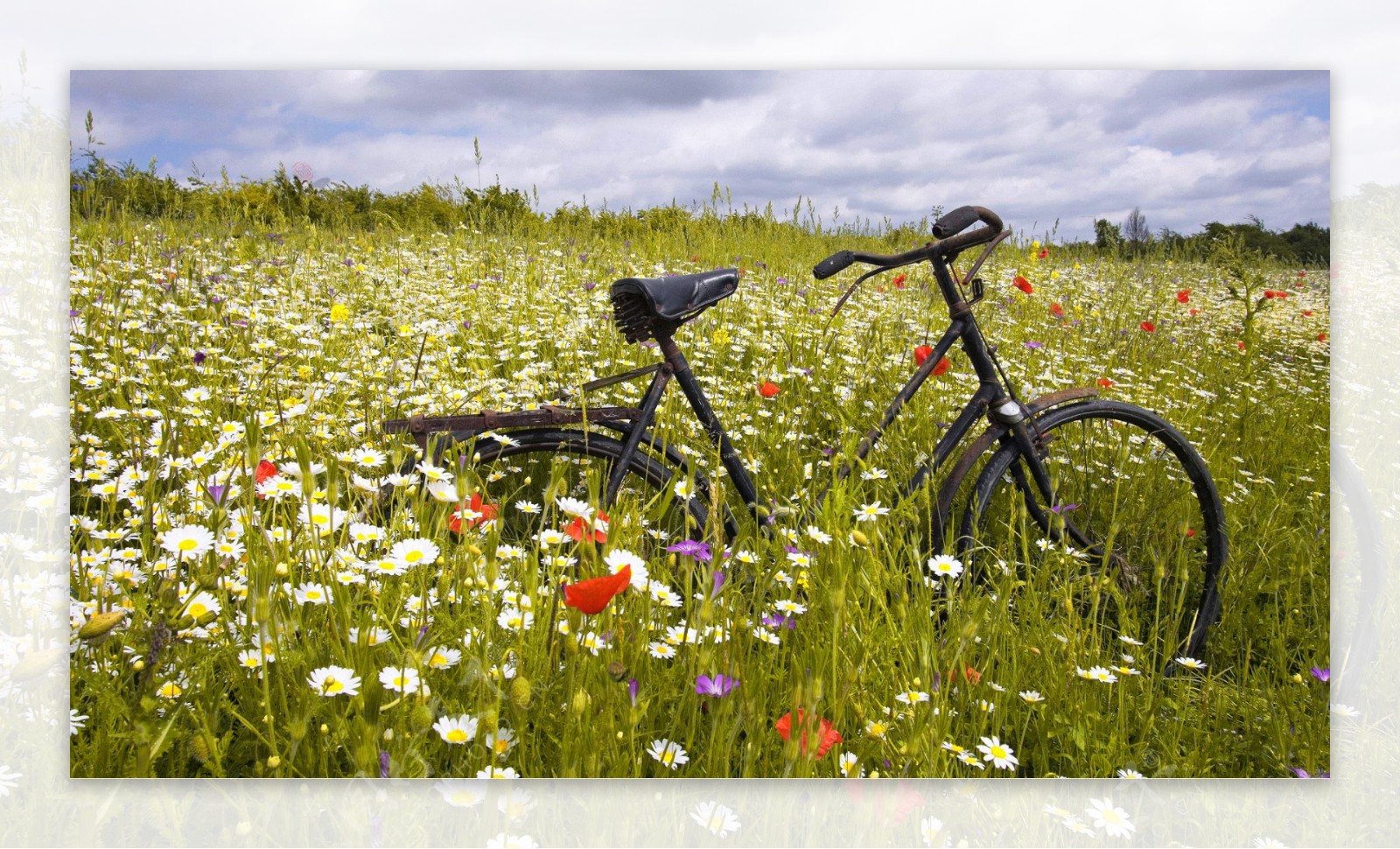 草地自行车图片