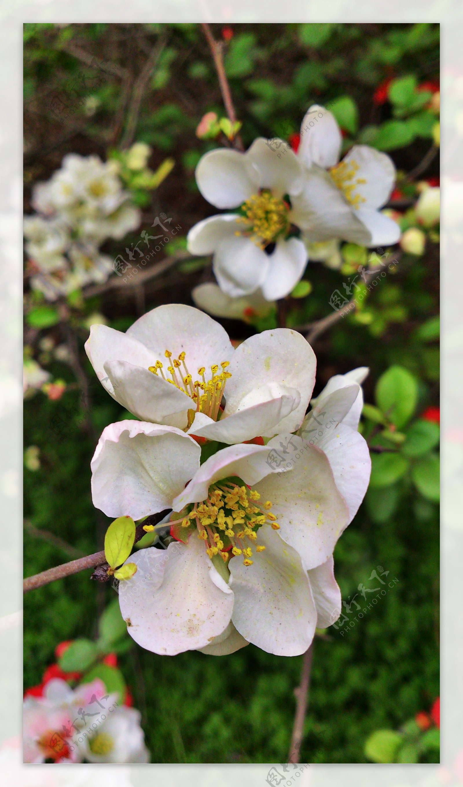 植物园的樱花图片