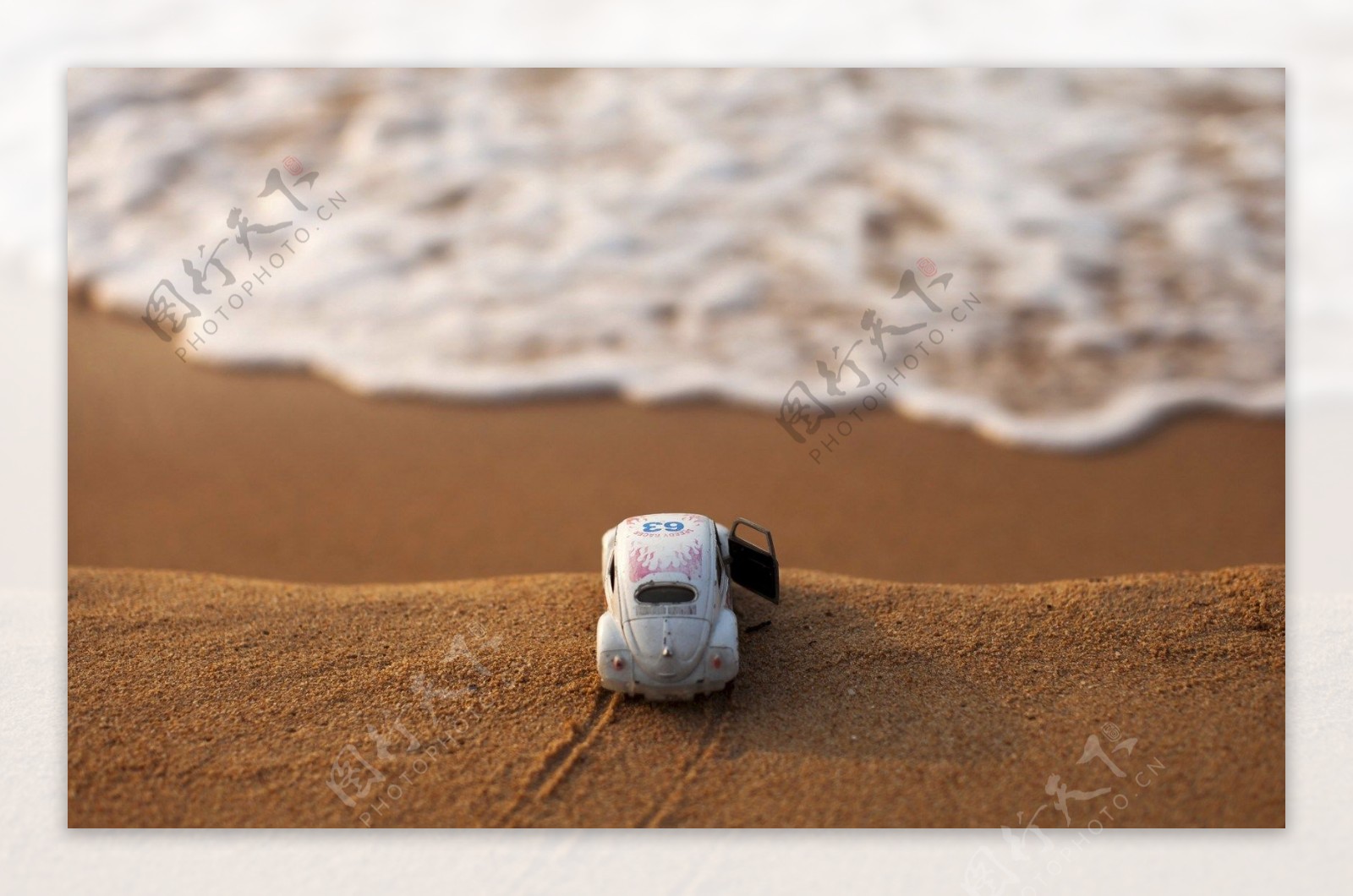 沙滩上的甲壳虫图片