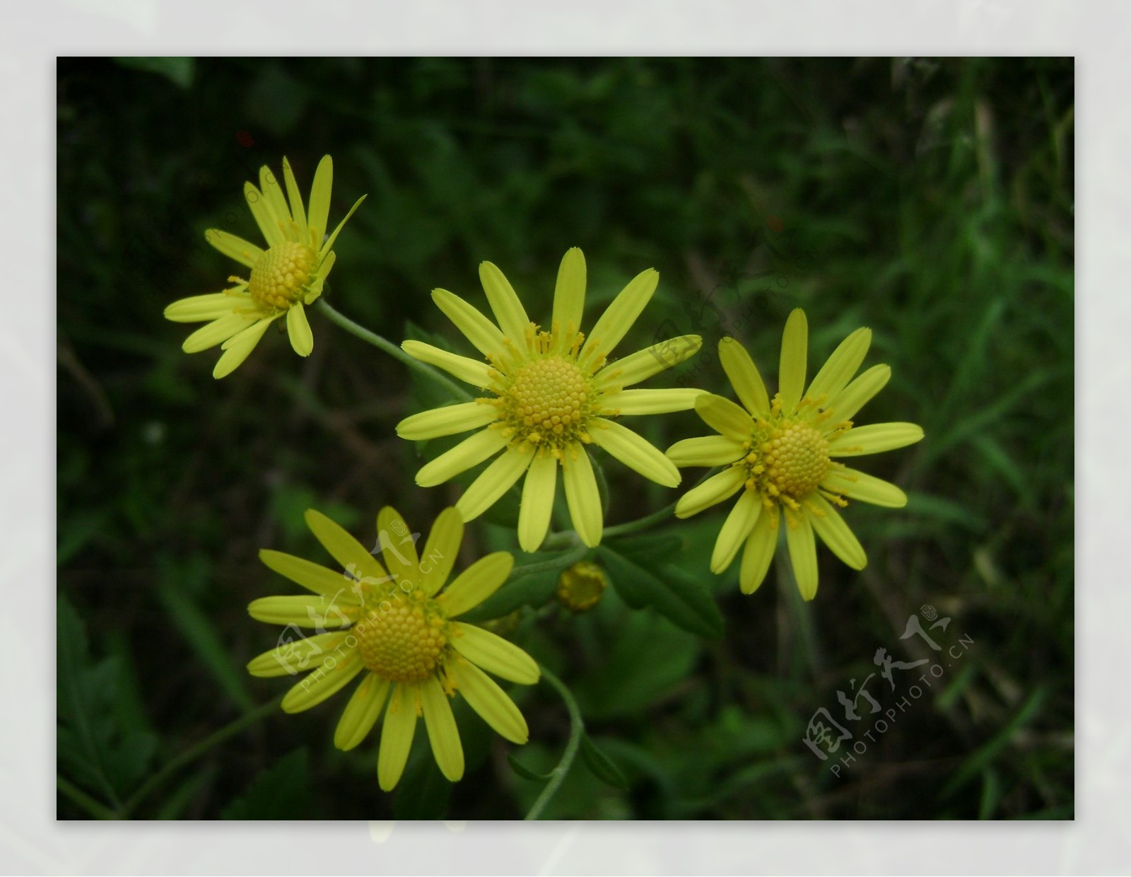 黄色野菊花