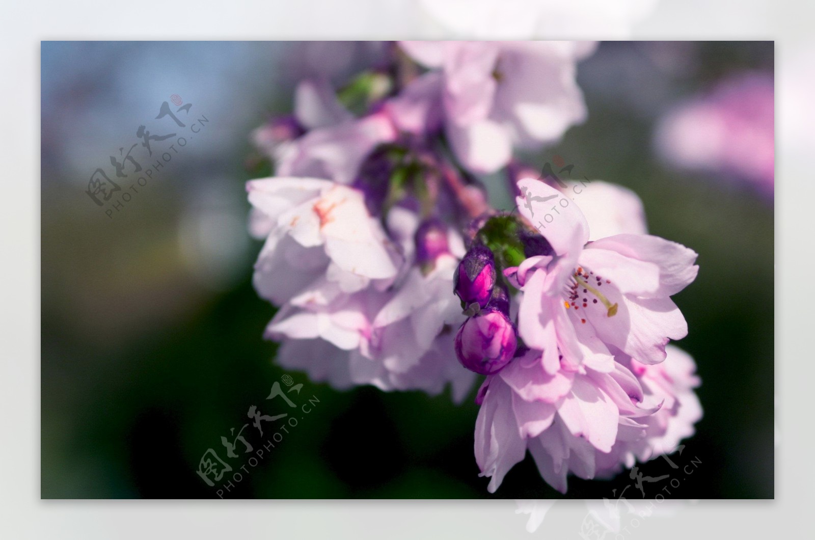 位图植物图案写实花卉花朵小桃花免费素材