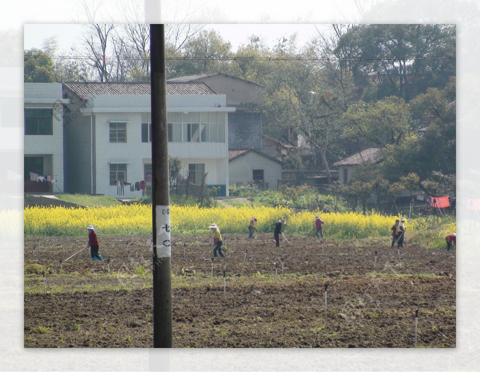 蔬菜基地油菜花图片