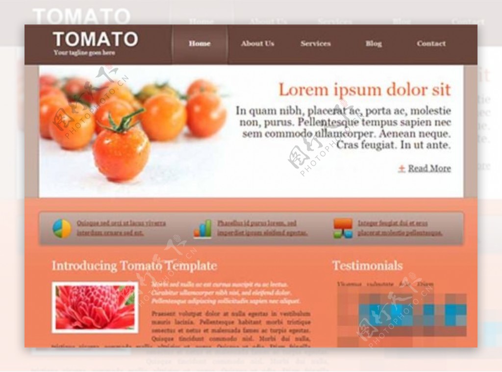 西红柿食品相关网站模板