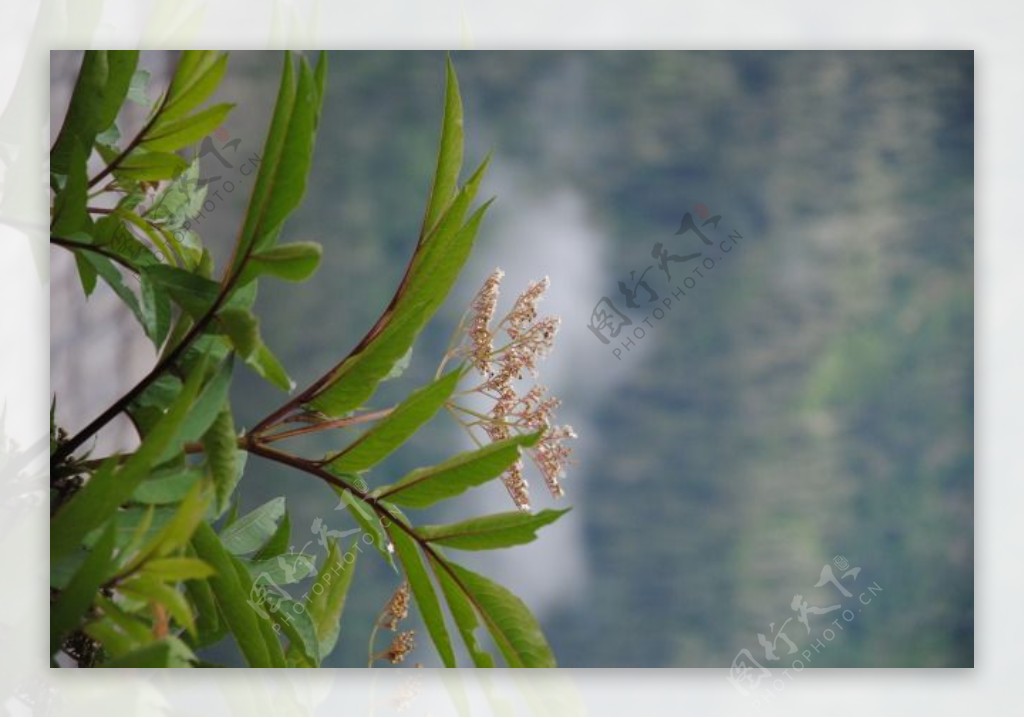 植物特定