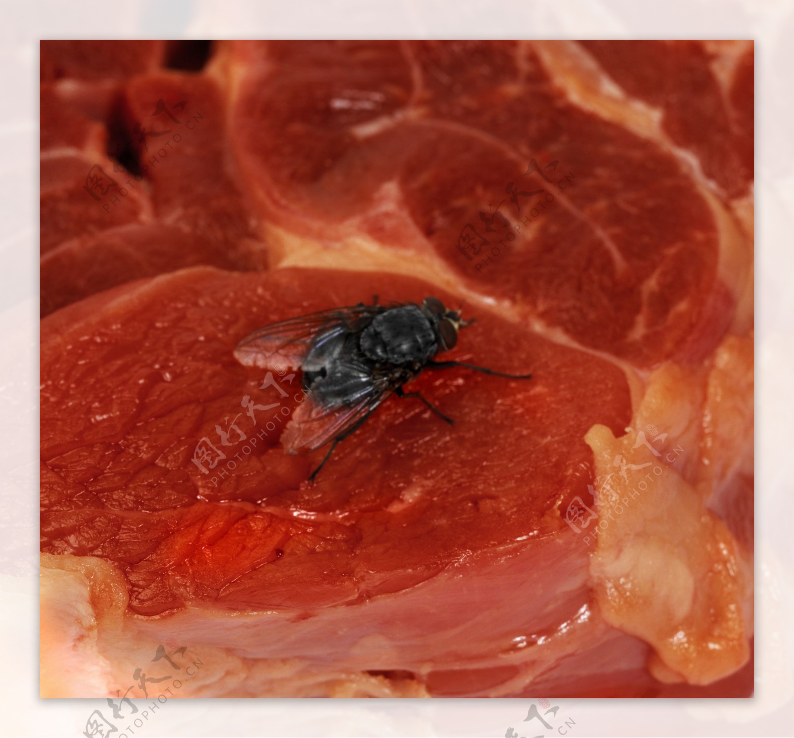苍蝇猪肉图片