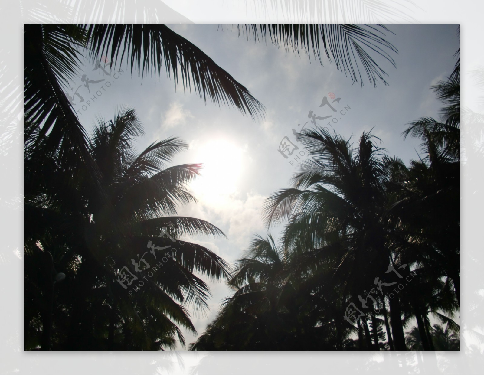 海南海口假日海滩椰子树图片
