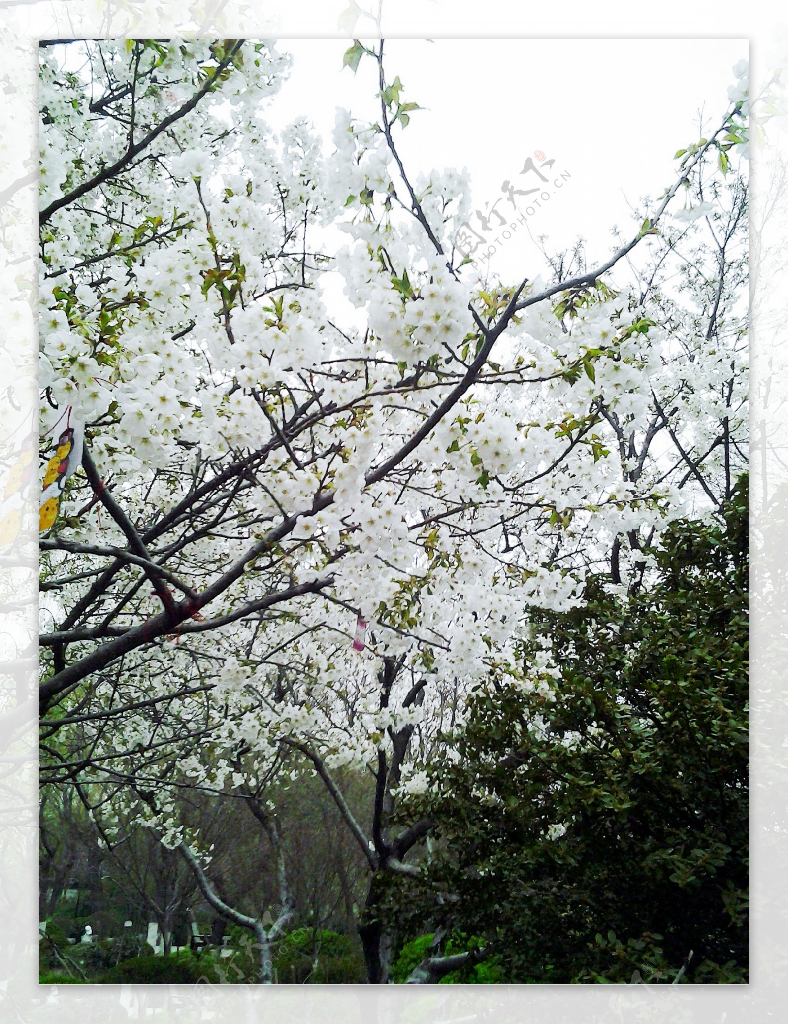 樱花白色
