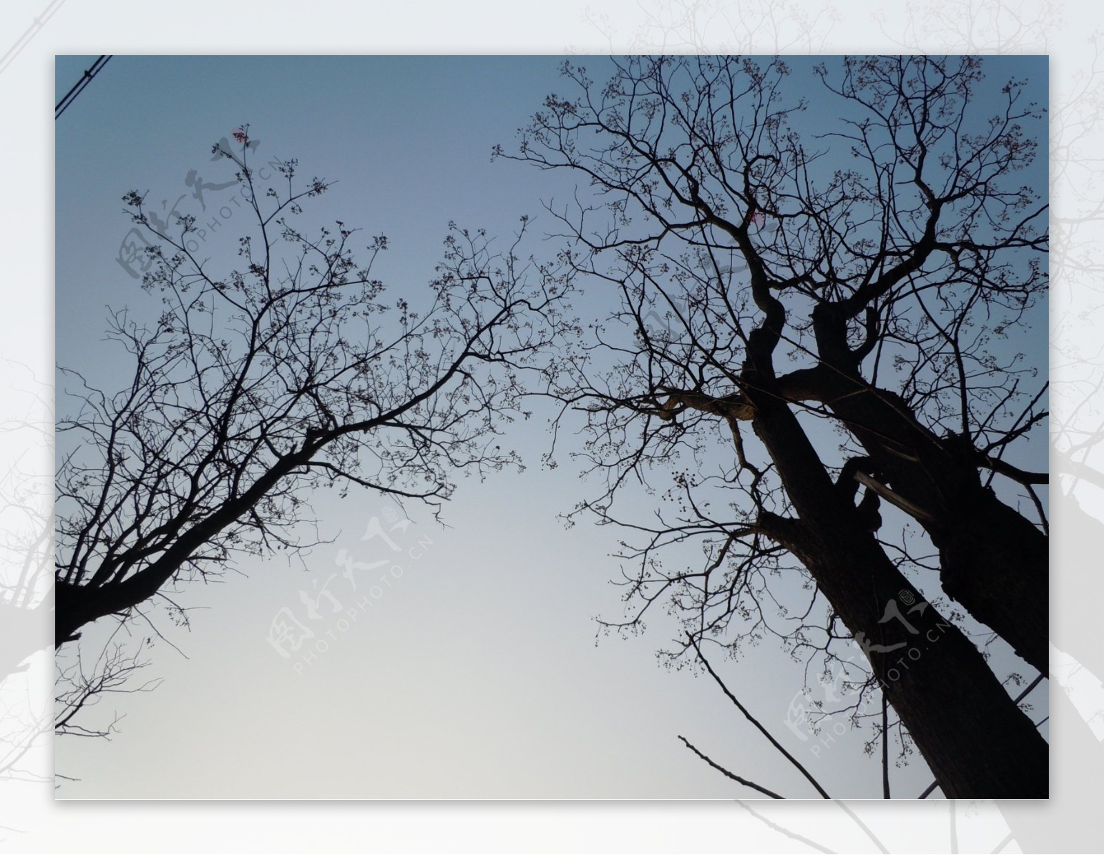 冬日苦楝树图片