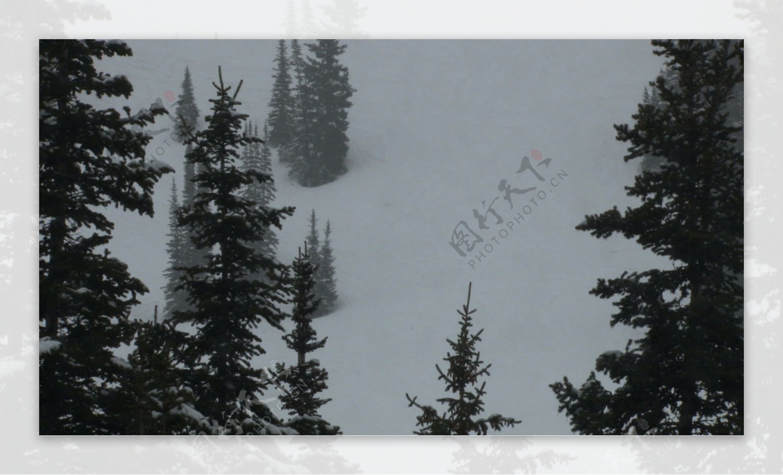 山上的暴风雪中的股票视频的松树视频免费下载