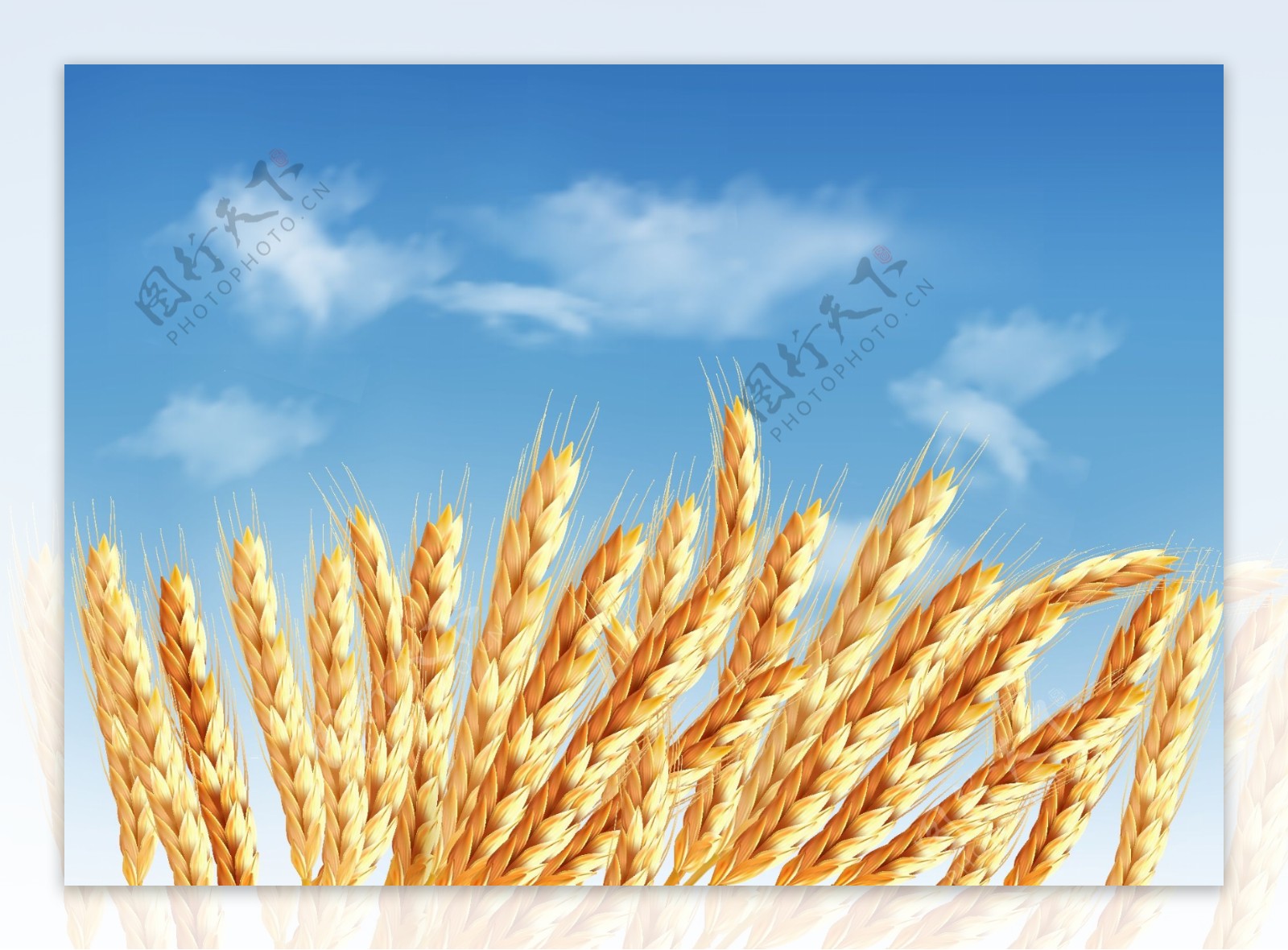 小麦创意矢量设计素材