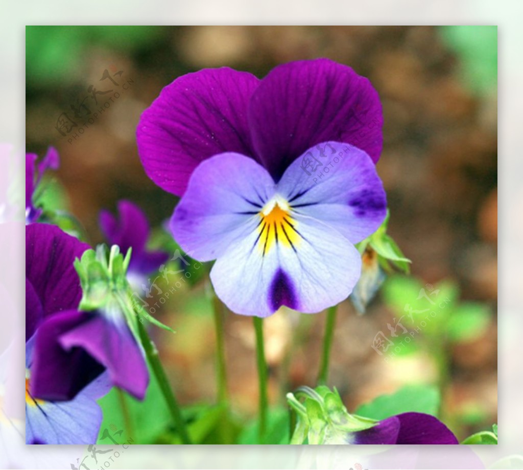 位图植物摄影花朵免费素材