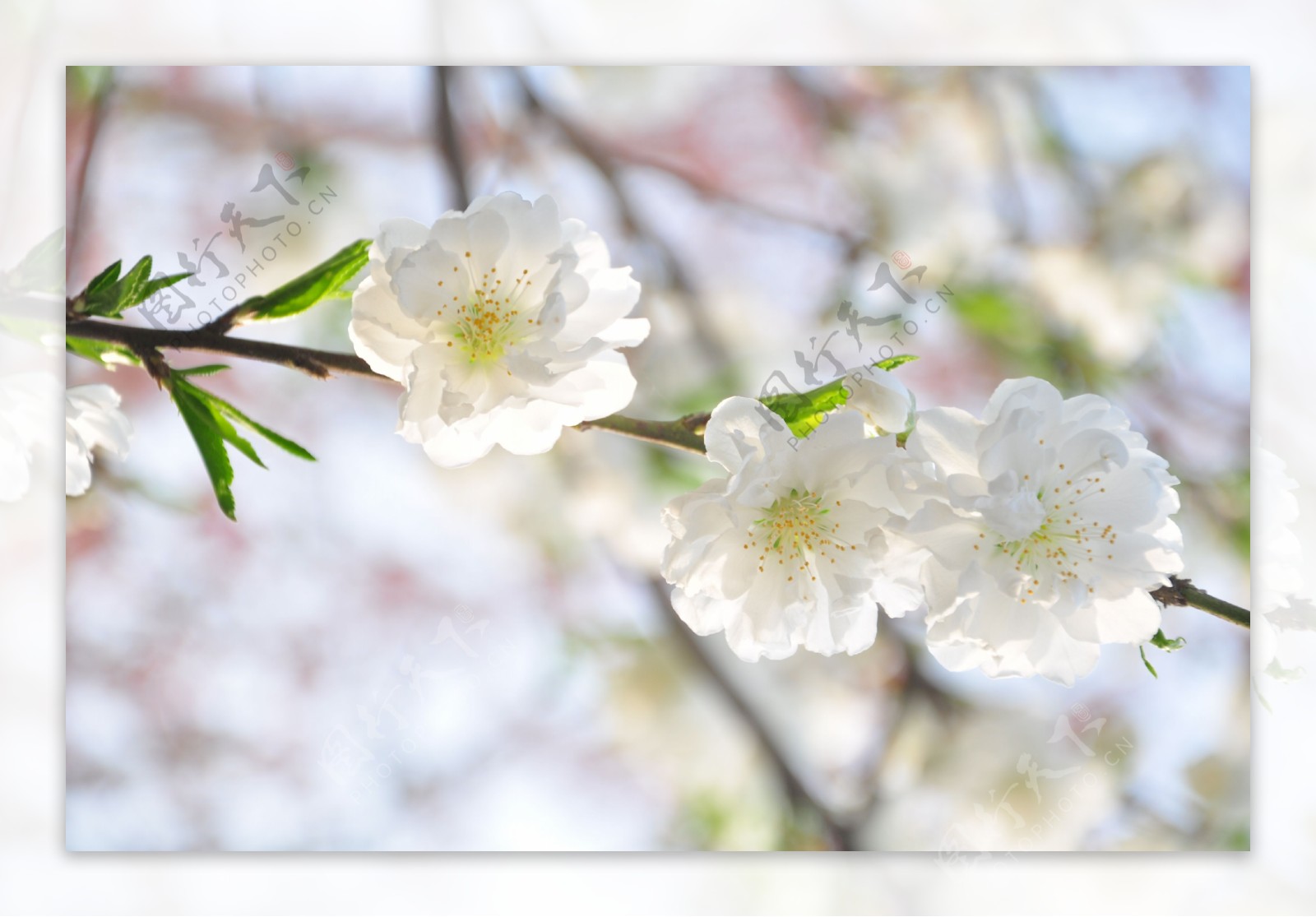 花朵图片