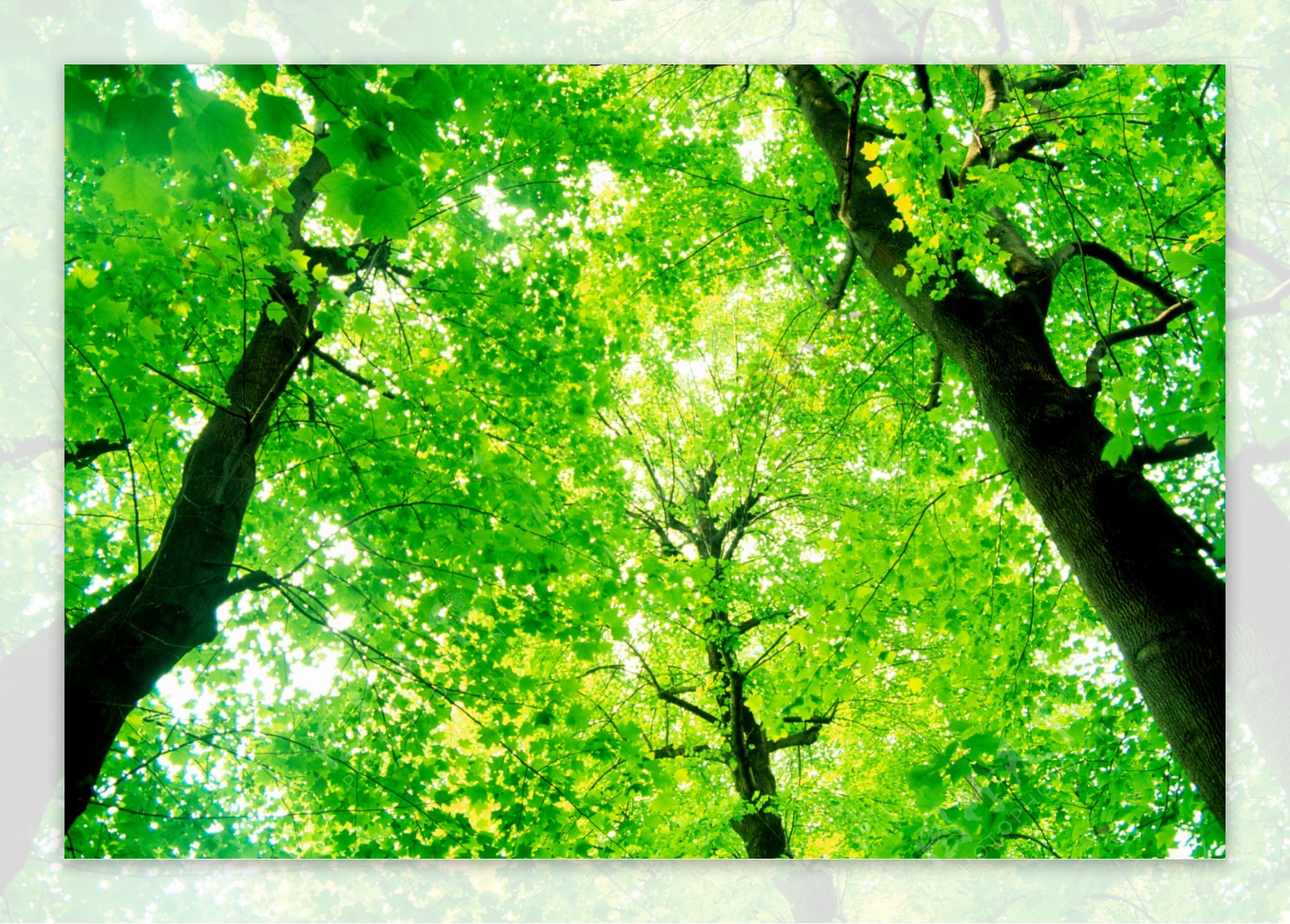 树林绿色图片