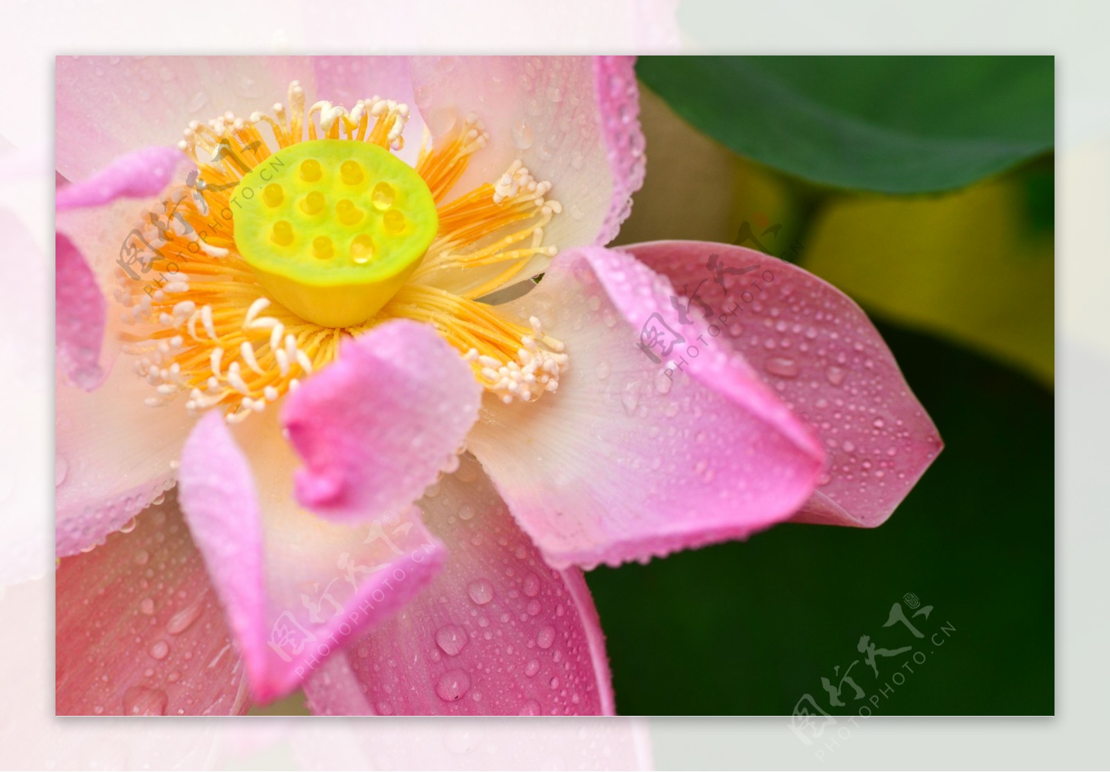 雨后莲花图片