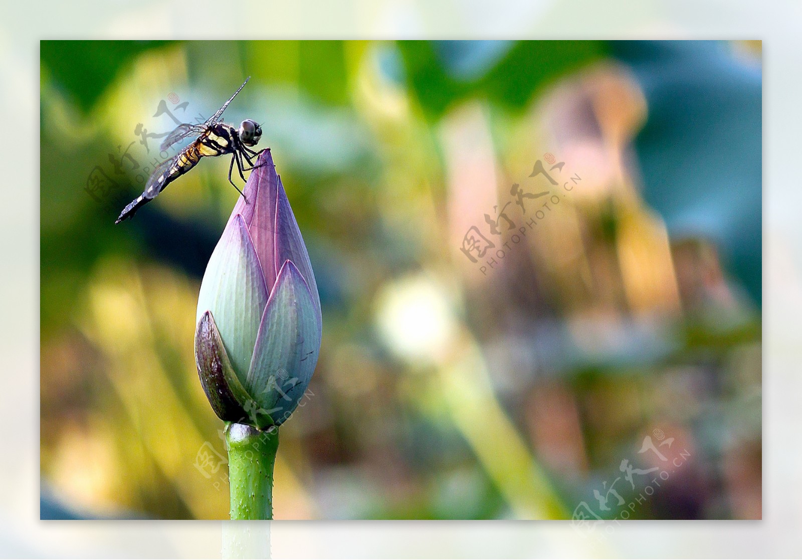 蜻蜓花苞图片