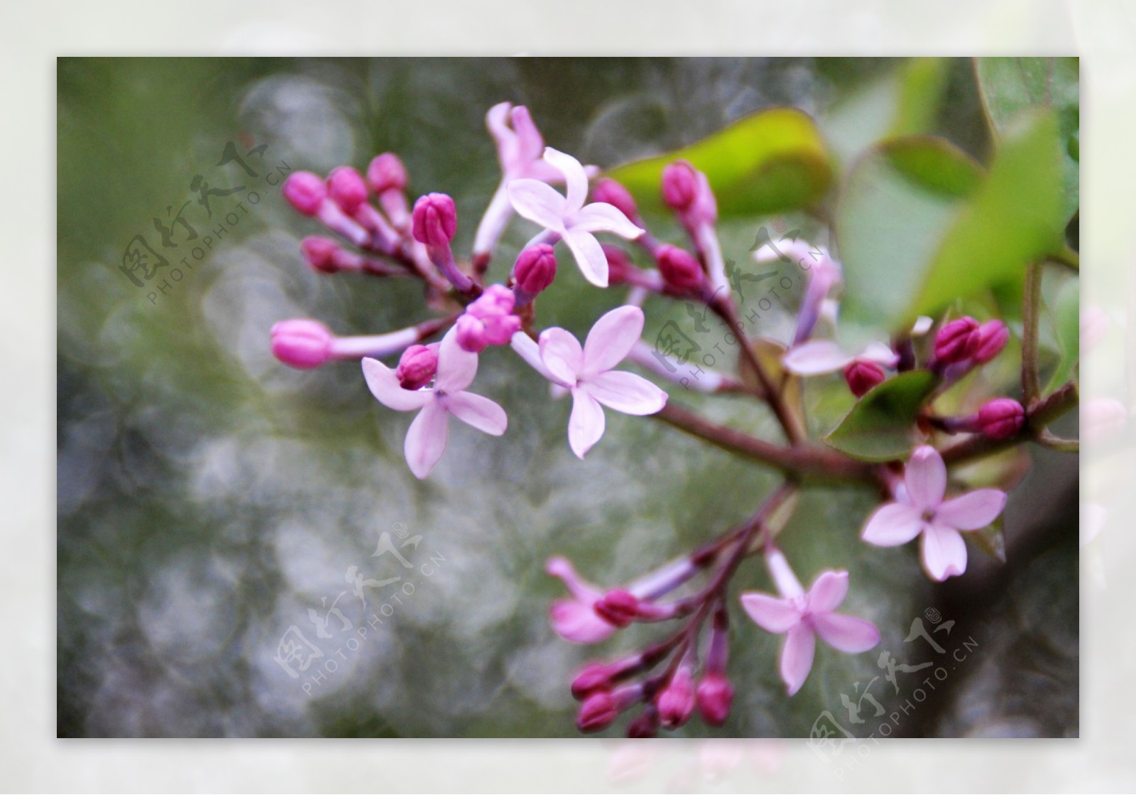 丁香花