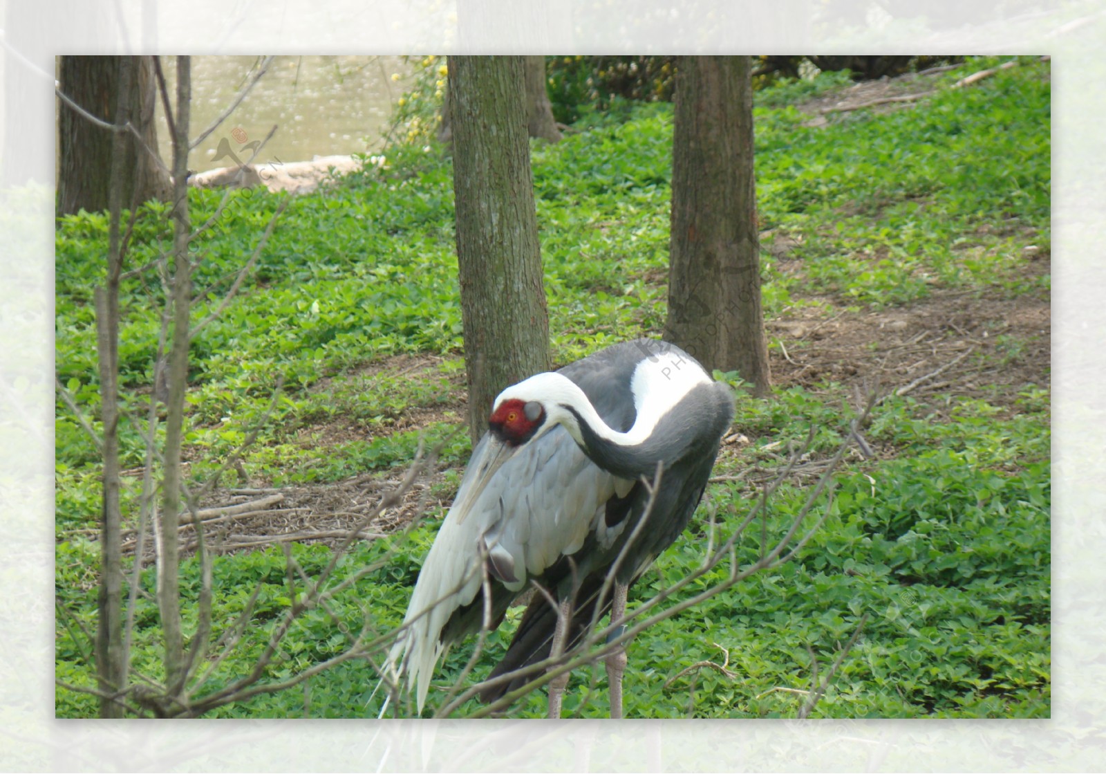 上海动物园美丽仙鹤