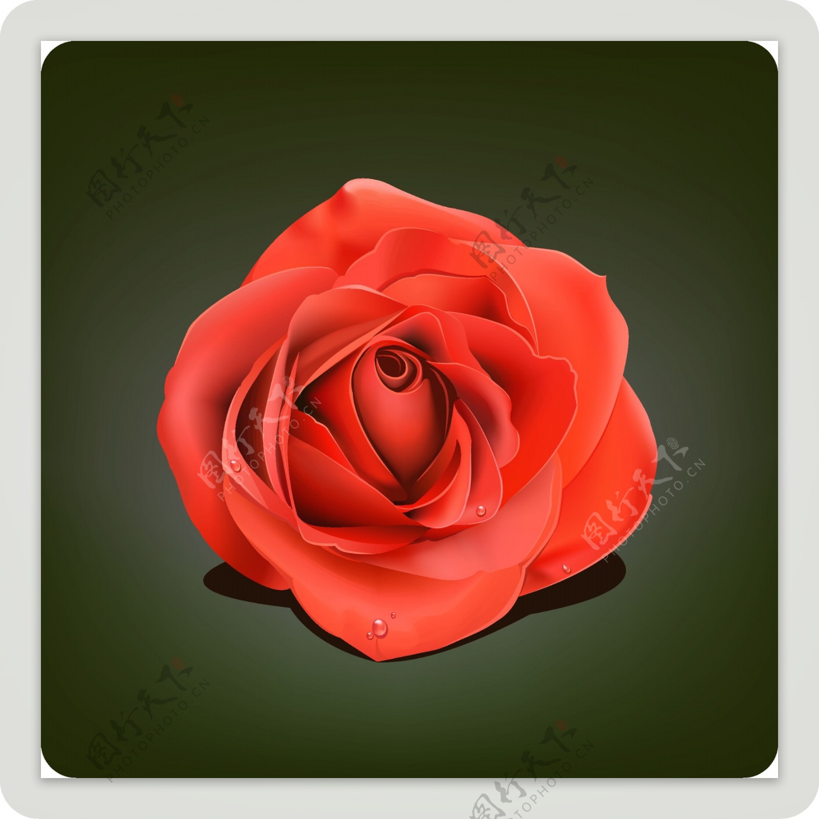 红玫瑰与水滴矢量素材
