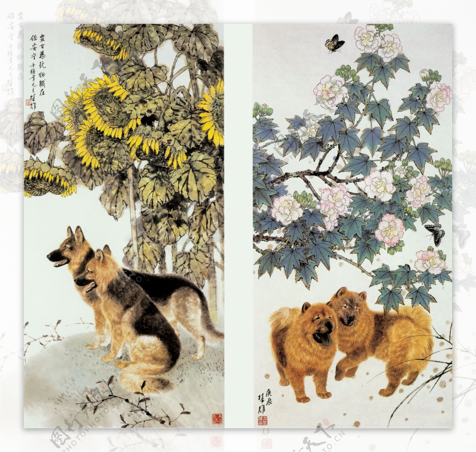 芙蓉双犬图片