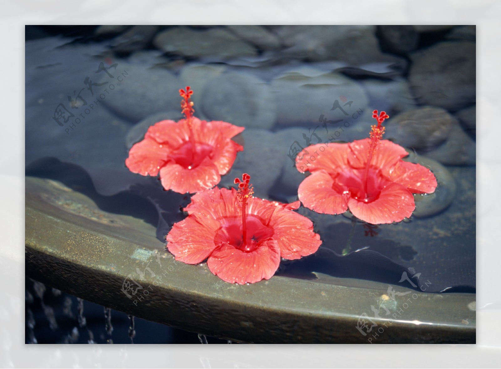 花朵红花石岩石头水花蕊