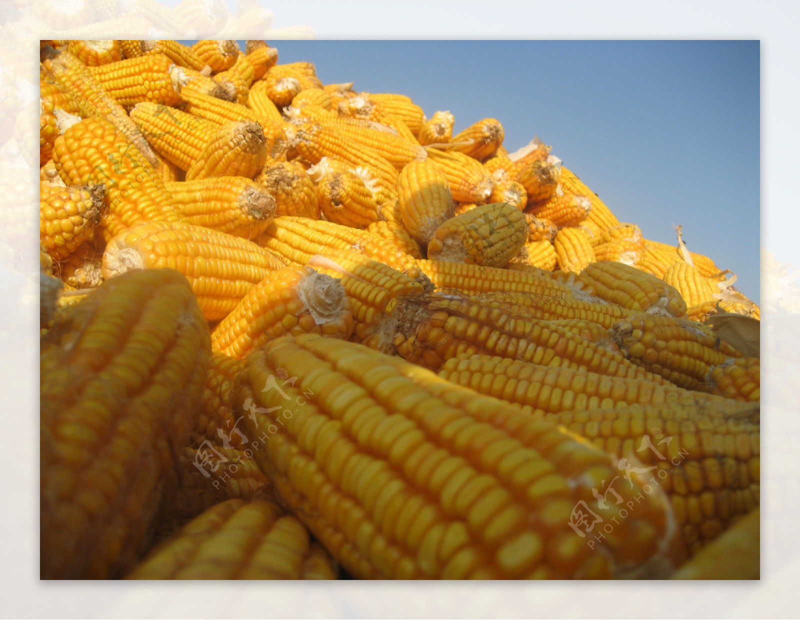 玉米丰收图片