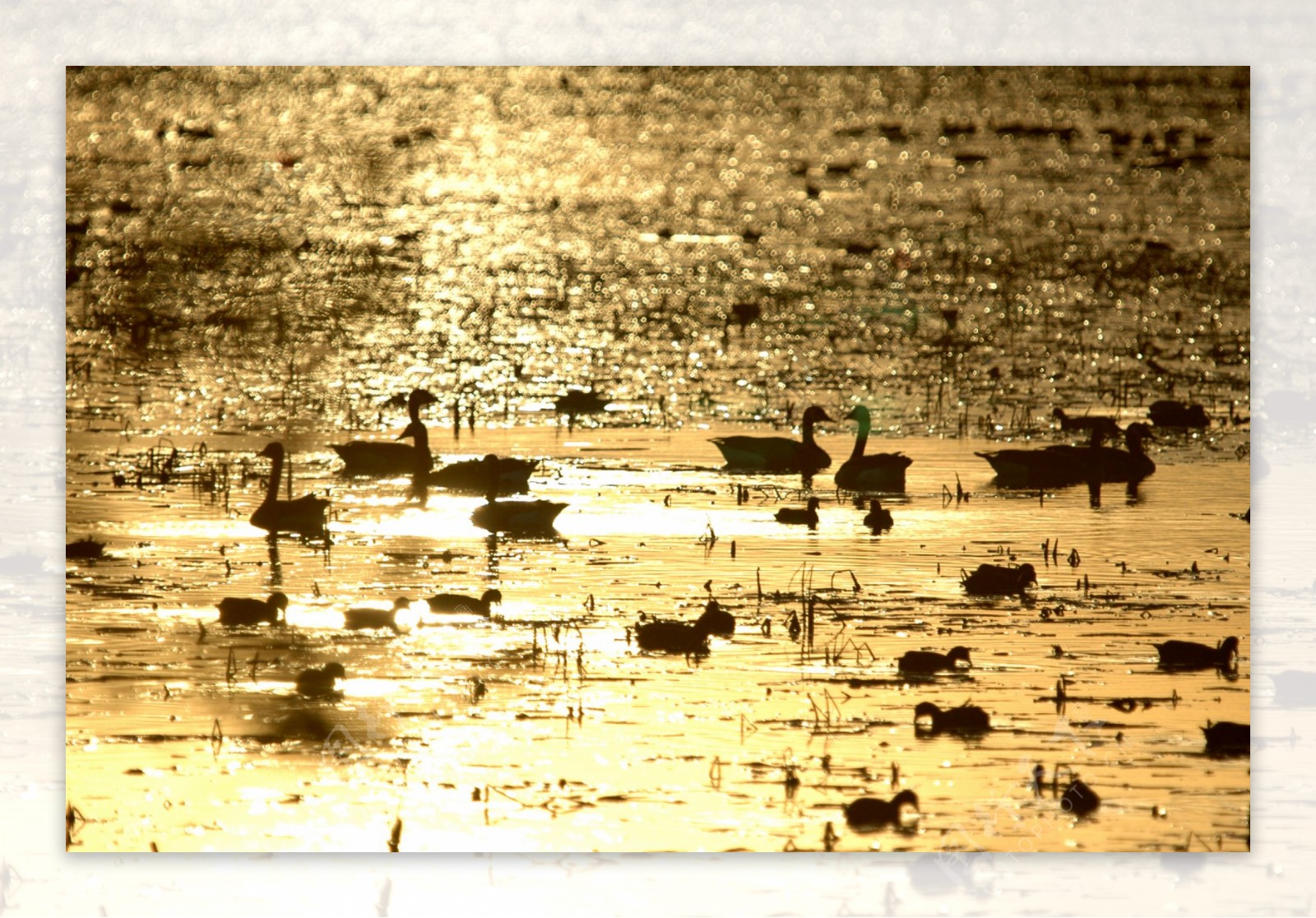 夕阳湖畔天鹅剪影摄影图片