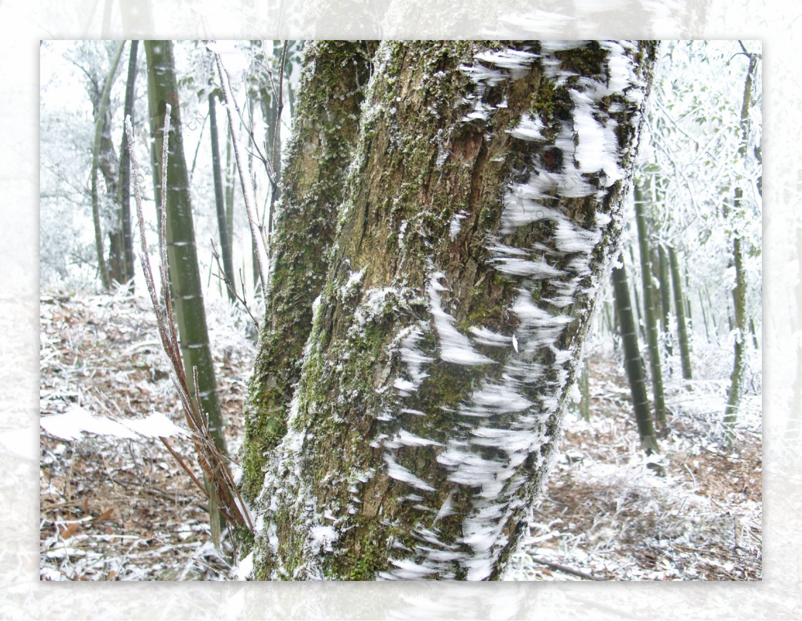 雪中树竹图片