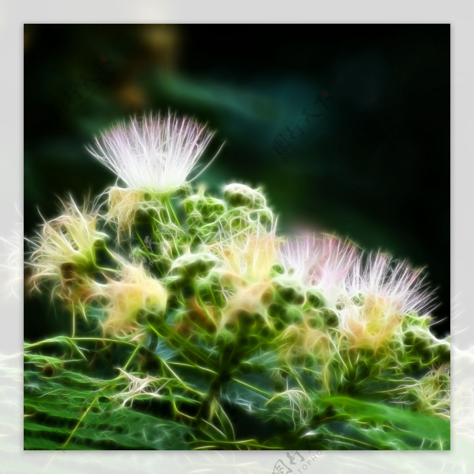 植物花卉炫光光影效果无框画装饰画