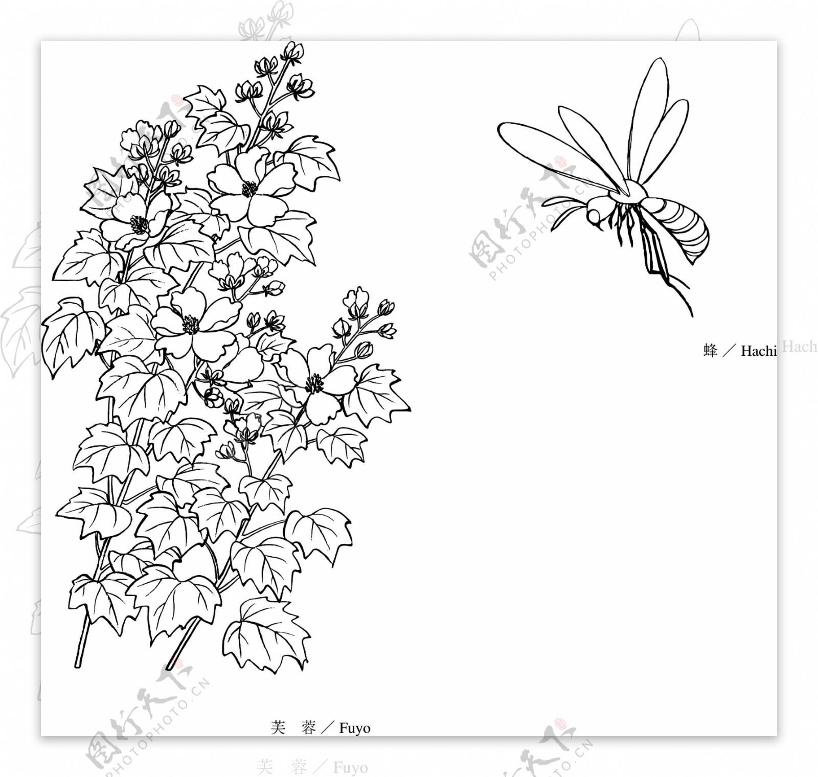 日本的植物花卉矢量素材15蜜蜂与芙蓉花画