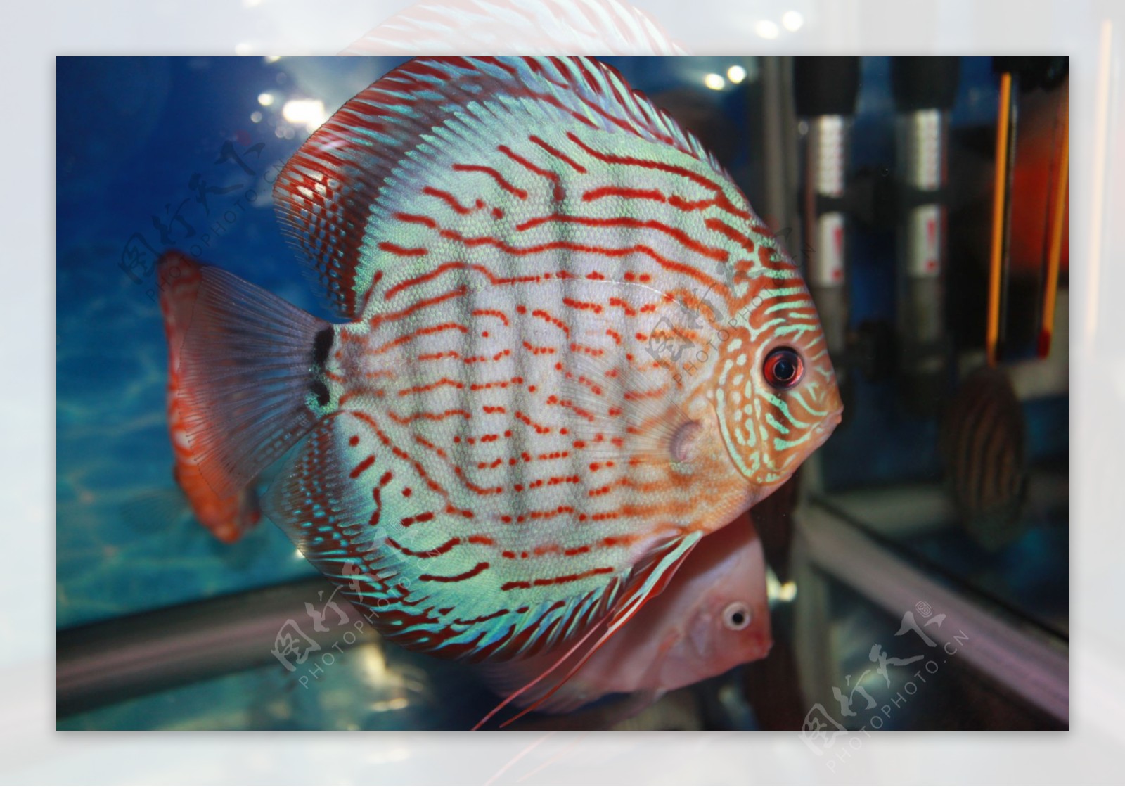 热带鱼花纹图片