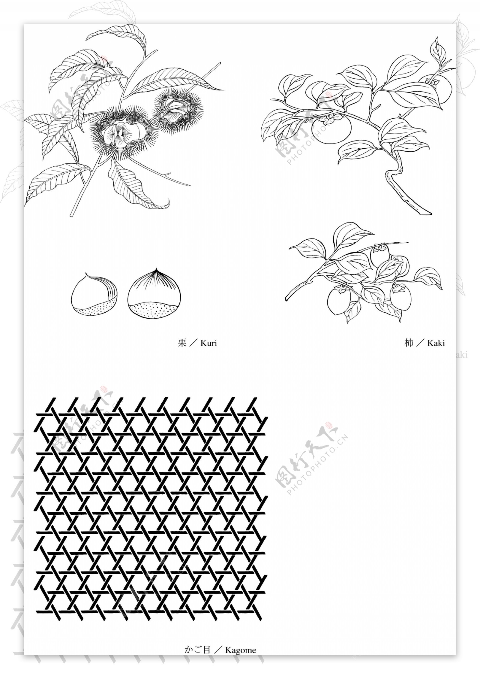 日本的植物花卉矢量素材4栗子绘图柿子