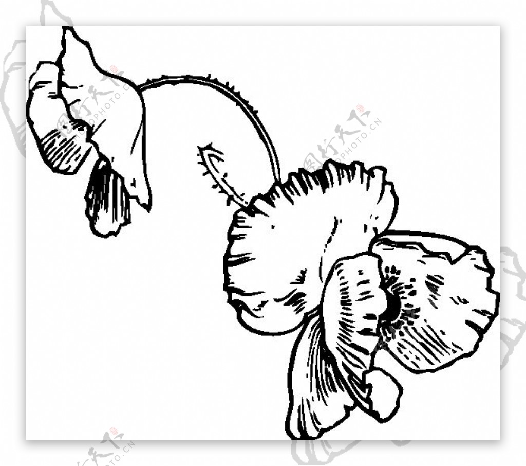 纹身素材——罂粟花