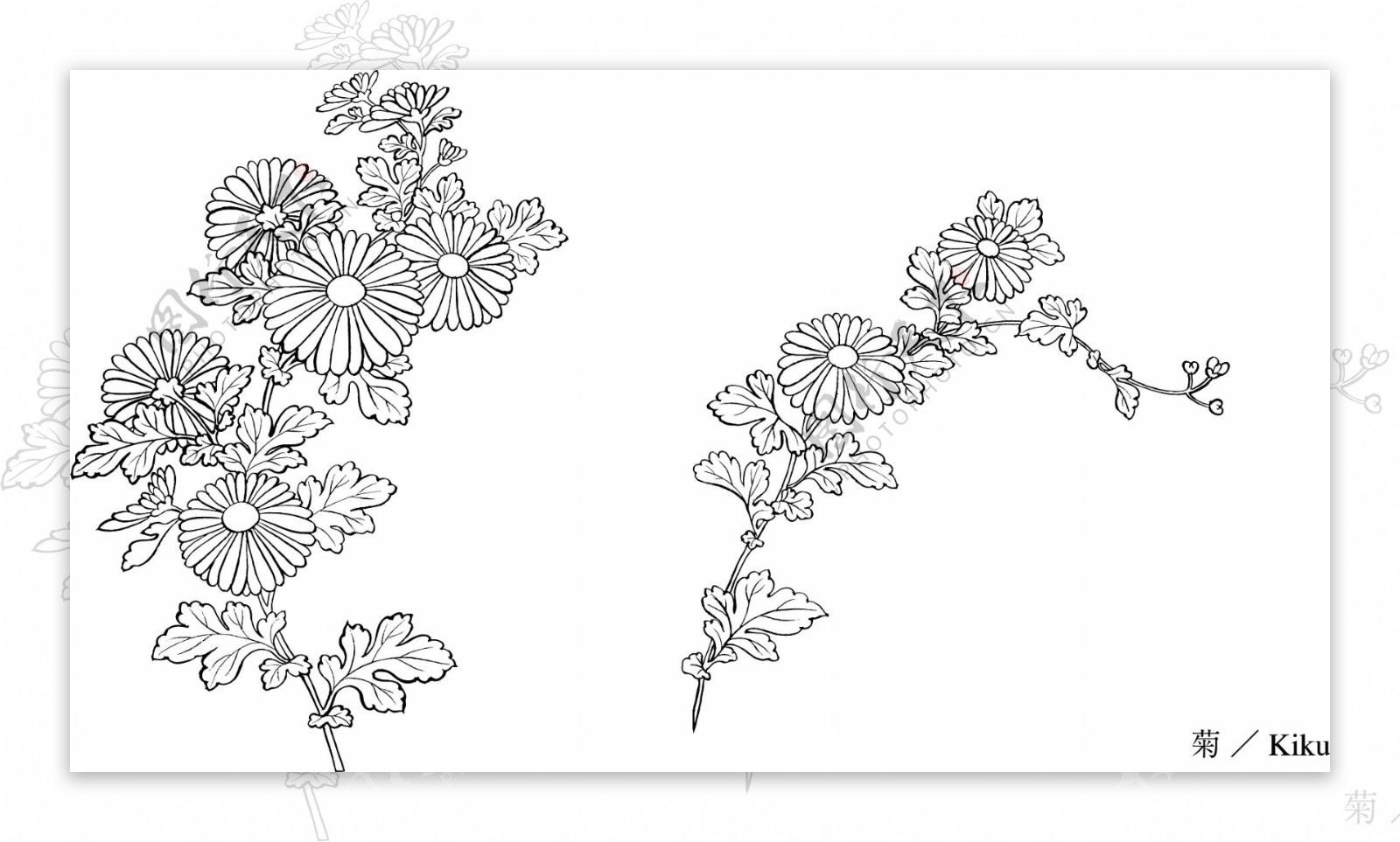 日本的植物材料拉伸31矢量鲜花