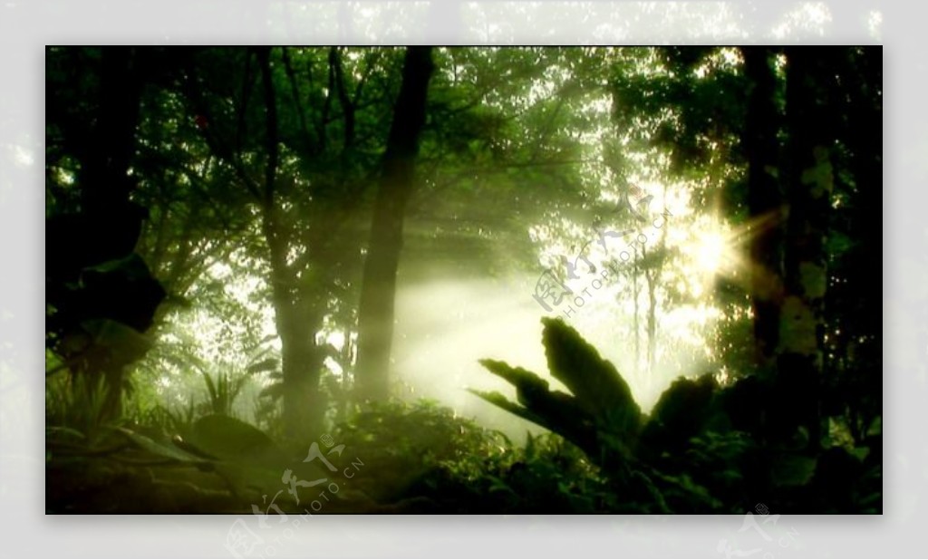 树林中的雾气清晨